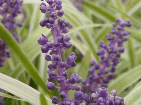 Liriope muscari 'Gold Band'