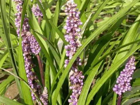 Liriope muscari 'Ingwersen'