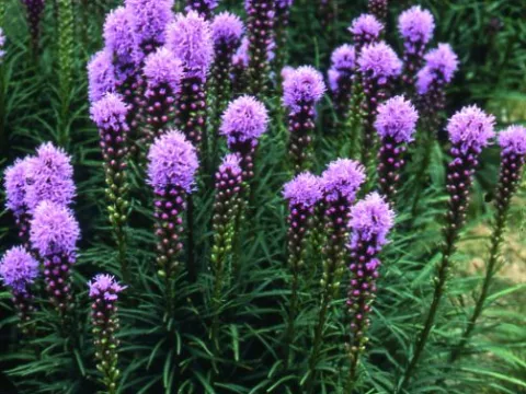 Liatris spic. 'Kobold'