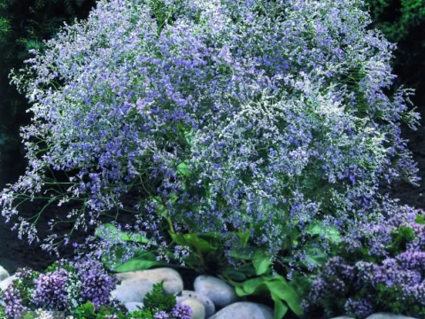 Limonium latifolium