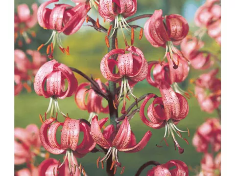 Lilium martagon