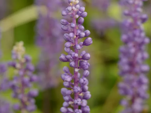 Liriope muscari 'Moneymaker'