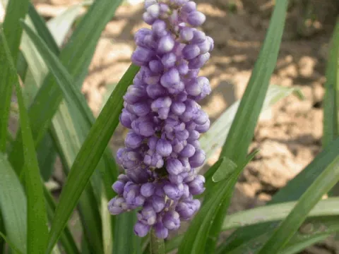 Liriope muscari