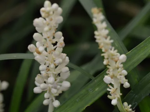 Liriope muscari 'Monroe White'