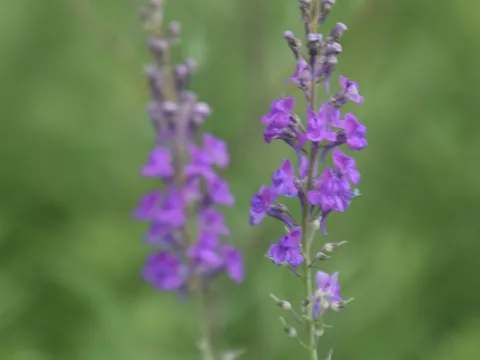 Linaria purpurea