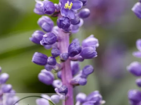 Liriope muscari 'Royal Purple'