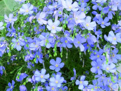 Linum perenne 'Saphir'