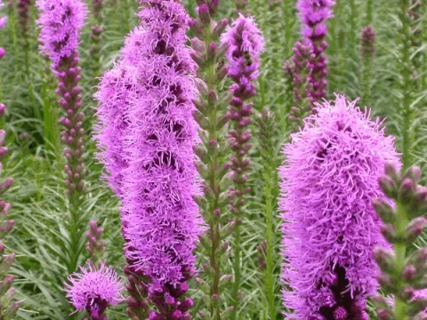 Liatris spicata