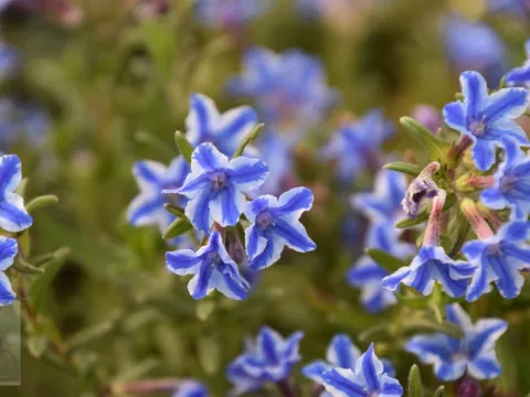 Lithodora diffusa 'Star'