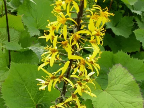 Ligularia stenocephala 'The Rocket'