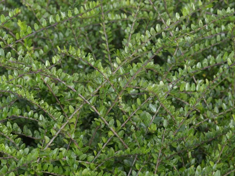 Lonicera nitida 'Elegant'