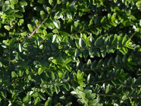 Lonicera nitida 'Maigrun'