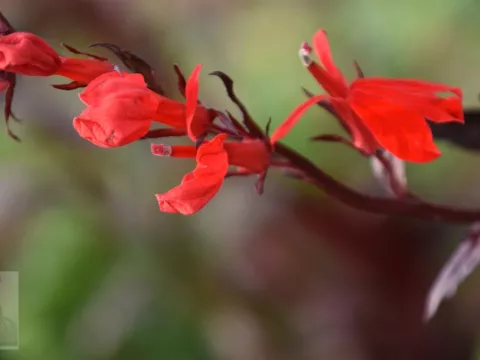 Lobelia fulg. 'Queen Victoria'