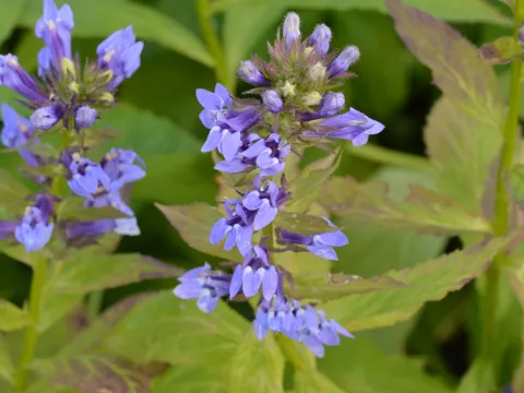 Lobelia siphilitica