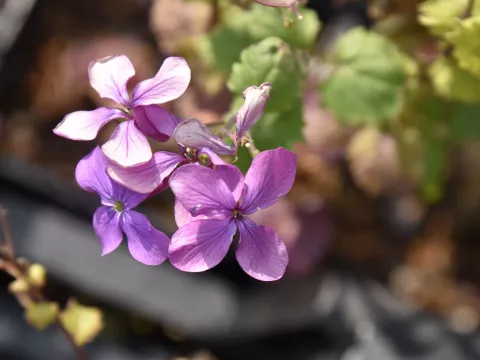 Lunaria annua