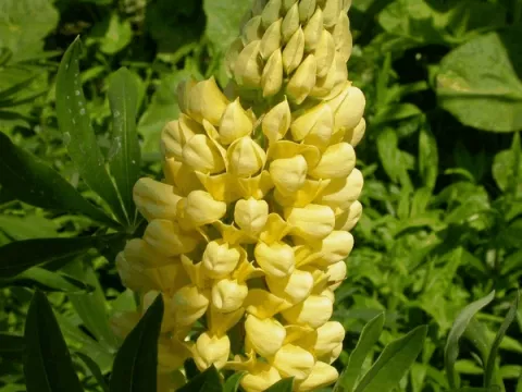 Lupinus 'Chandelier' (Kronleuchter)