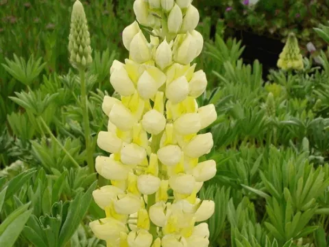 Lupinus 'Gallery Yellow'