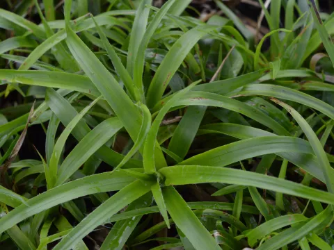 Luzula sylvatica 'Onderbos'