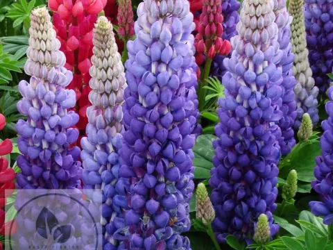 Lupinus 'Persian Slipper' 