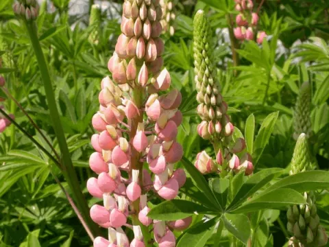 Lupinus 'The Chatelaine' (Schlossfrau)