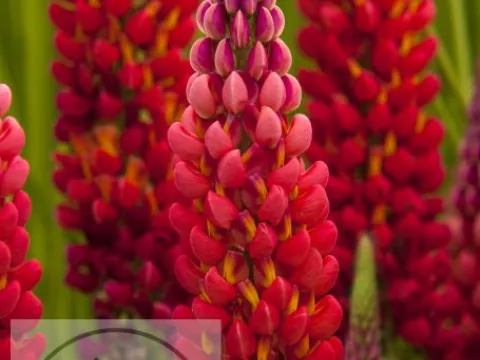 Lupinus 'Towering Inferno' 