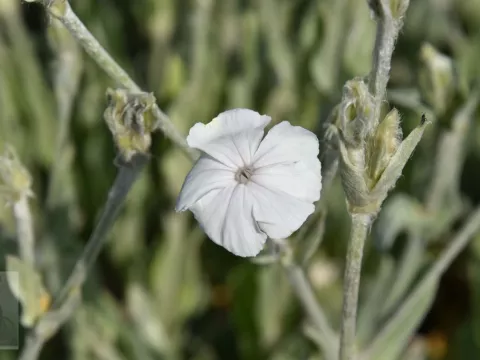 Lychnis cor. 'Alba'
