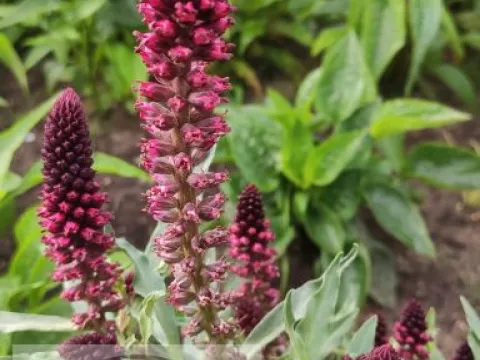 Lysimachia atropurpurea