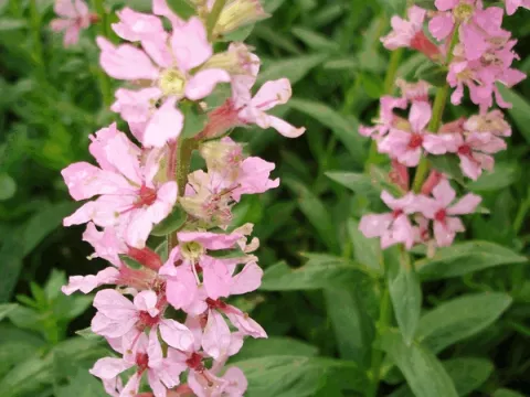 Lythrum sal. 'Blush'