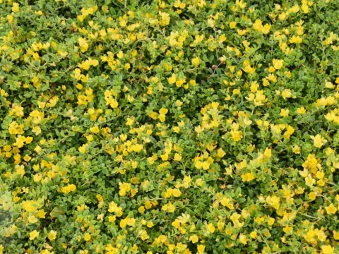 Lysimachia nummularia