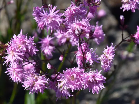 Lychnis hybr. 'Petite Jenny'
