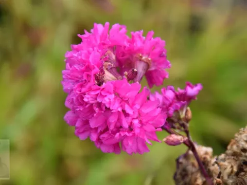Lychnis viscaria 'Plena'