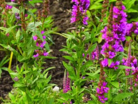 Lythrum sal. 'Rosy Gem'