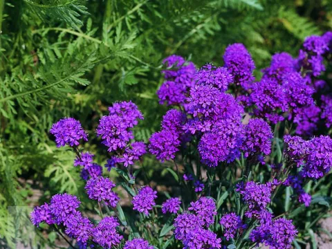 Lychnis alpina 'Rosea'