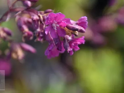 Lychnis viscaria 'Splendens'