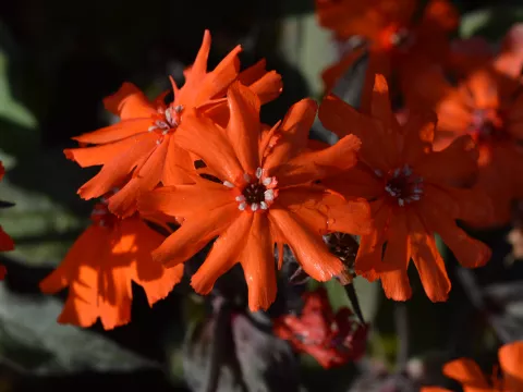 Lychnis arkwrightii 'Vesuvius'