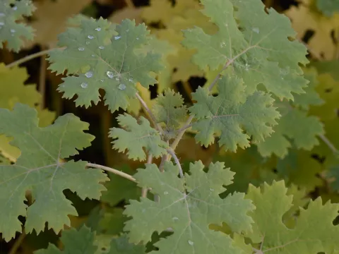 Macleaya cordata