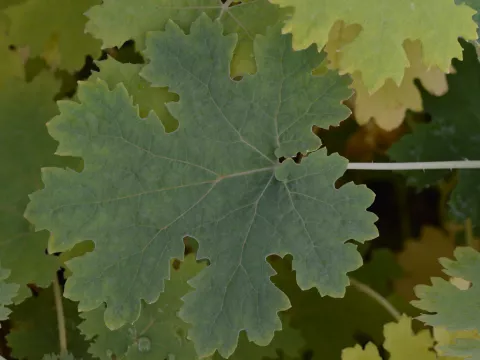 Macleaya micr. 'Kelw. Coral Plume'