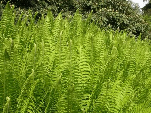 Matteuccia struthiopteris