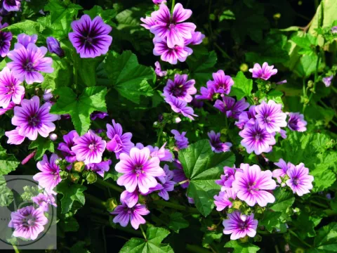 Malva sylv. 'Zebrinus'