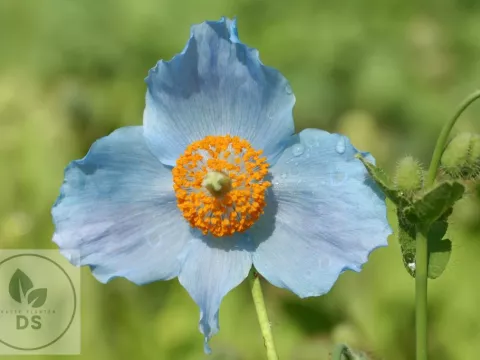 Meconopsis betonicifolia
