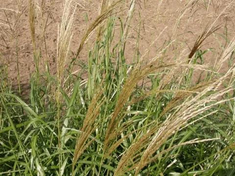 Miscanthus sin. 'Emmanuel Lepage'