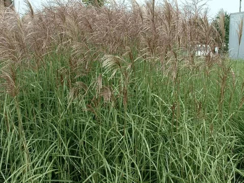 Miscanthus sin. 'Ferner Osten'