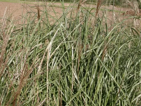 Miscanthus sin. 'Grosse Fontäne'