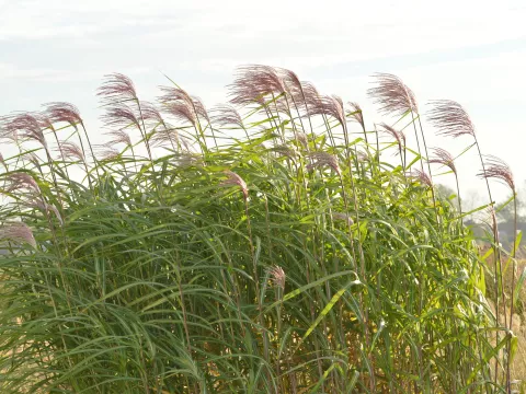 Miscanthus giganteus (floridulus)