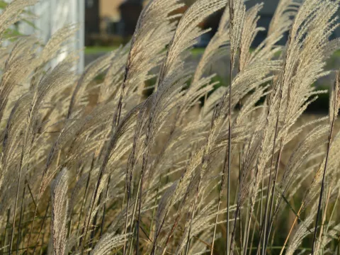 Miscanthus sin. 'Graziella'