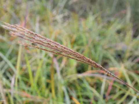 Miscanthus sin. 'Herman Mussel'