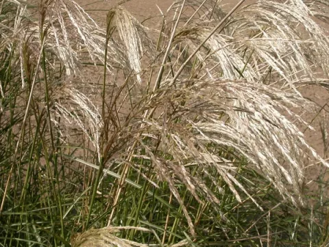 Miscanthus sin. 'Kaskade'