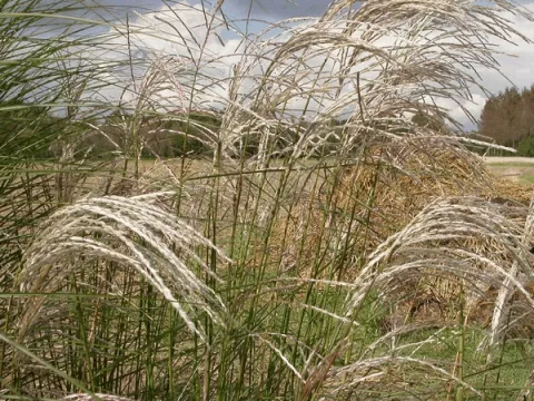 Miscanthus sin. 'Kleine Fontaene'