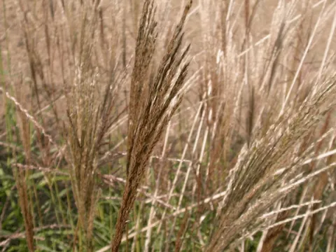 Miscanthus sin. 'Malepartus'