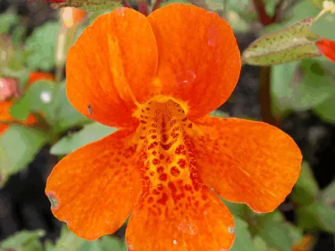 Mimulus 'Orange Glow'